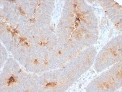 ECM-1/Secretory Component P85 Antibody (ECM1/2889R) - Azide and BSA Free, Novus Biologicals 100 &mu;g | Buy Online | Novus Biologicals | Fisher Scientific